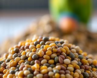 Nourriture premium pour oiseaux d'intérieur